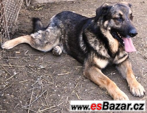 Ben pes na hlídání – fotografie 1