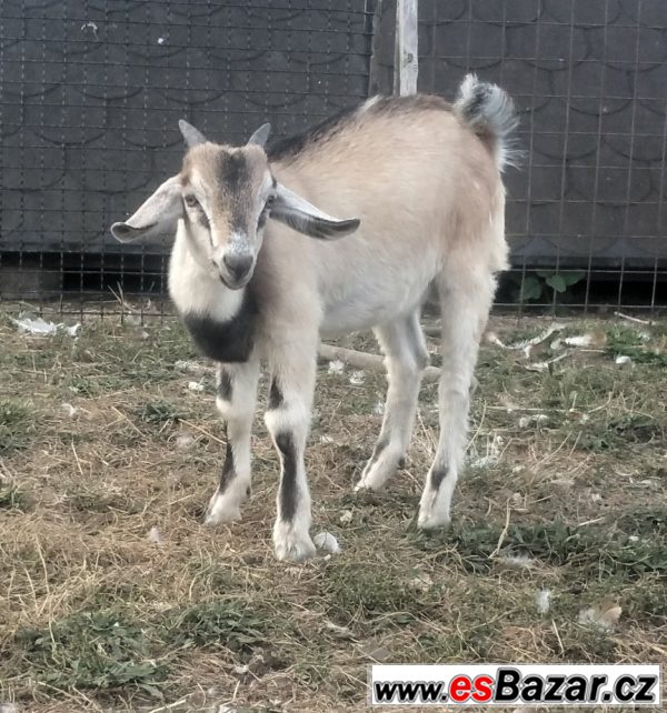 50 % AN kozlik ze šesterčat  – fotografie 1