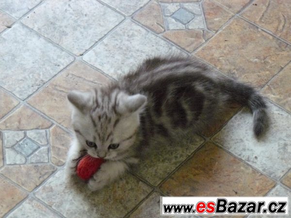 Britský kocourek WHISKAS s PP – fotografie 4
