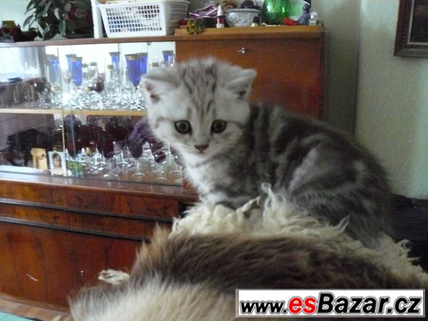 Britský kocourek WHISKAS s PP – fotografie 5