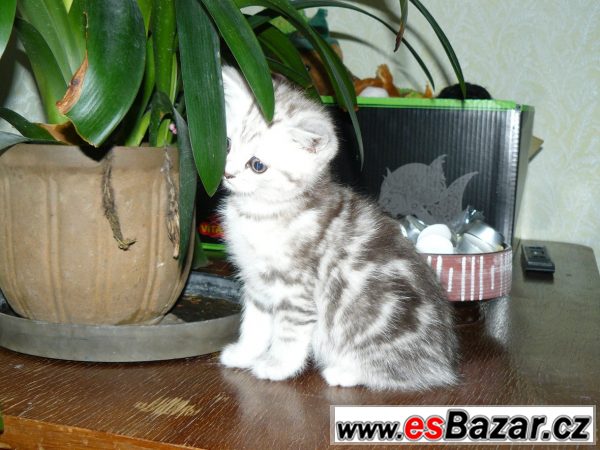 Britský kocourek WHISKAS s PP – fotografie 6