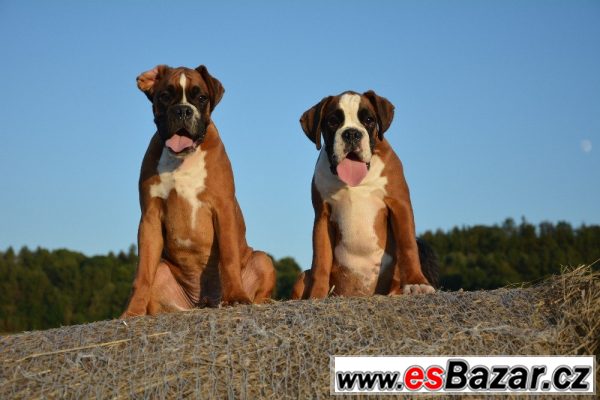 Boxer - zlatí pejsci s PP – fotografie 1