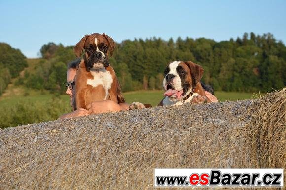 Boxer - zlatí pejsci s PP – fotografie 3