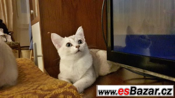 Burmilla s PP – fotografie 2