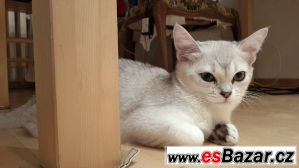 Burmilla s PP – fotografie 5