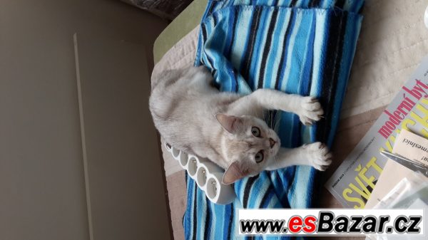 Burmilla s PP – fotografie 6