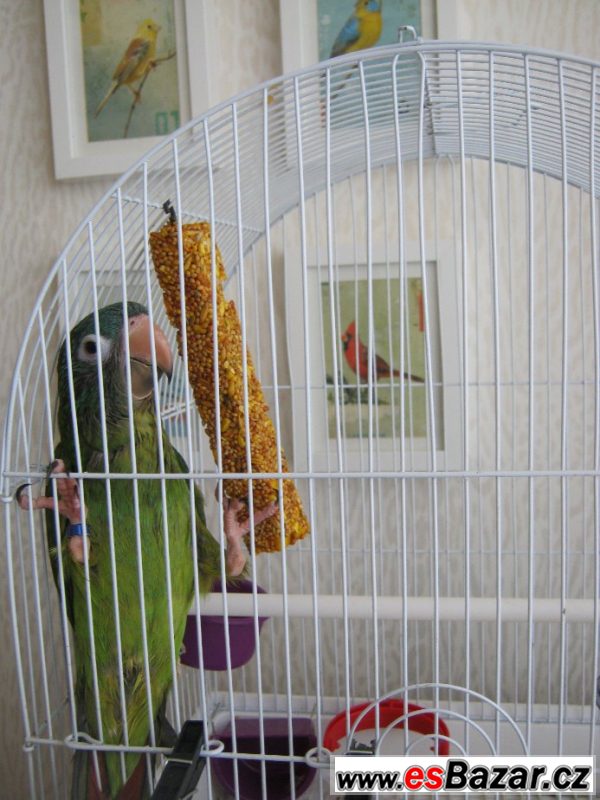Aratinga dlouhoocasý – fotografie 3