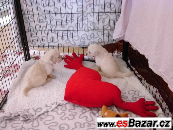 Golden retriever - štěně s PP – fotografie 2