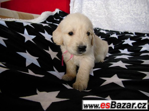Golden retriever - štěně s PP – fotografie 3