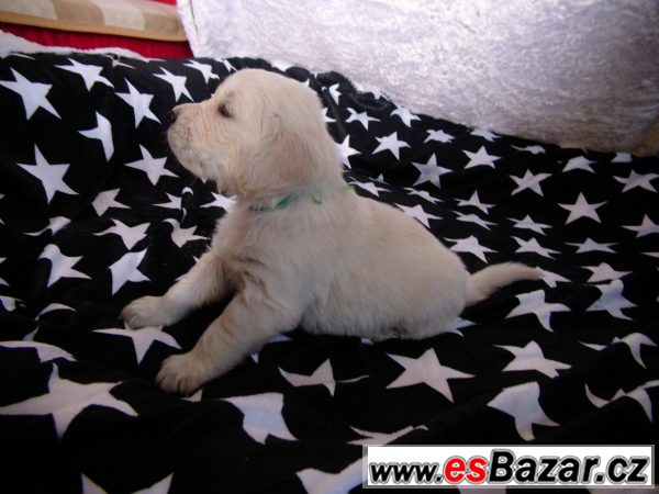 Golden retriever - štěně s PP – fotografie 4