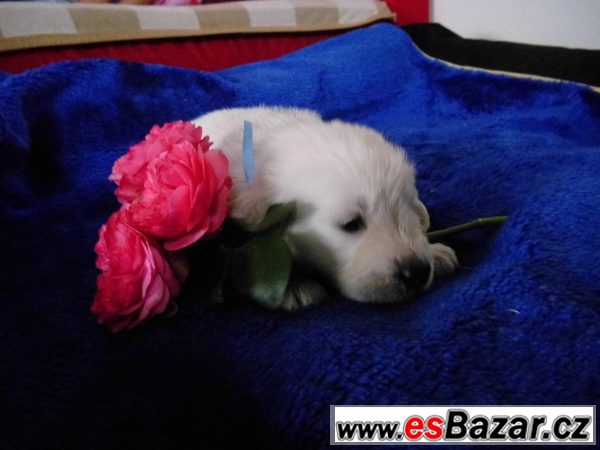 Golden retriever - štěně s PP – fotografie 5