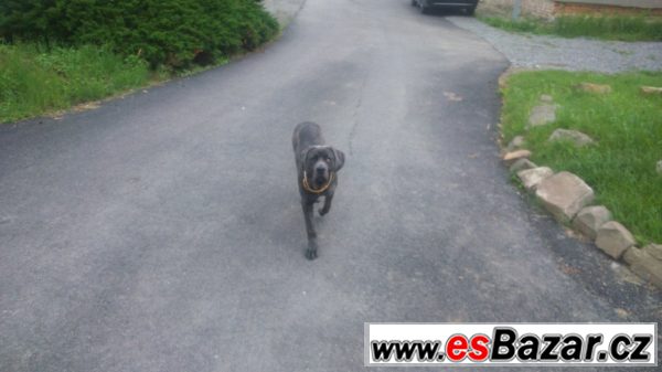 Fena Cane Corso – fotografie 1