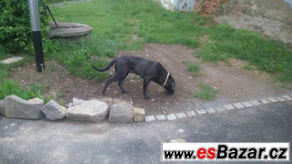 Fena Cane Corso – fotografie 2