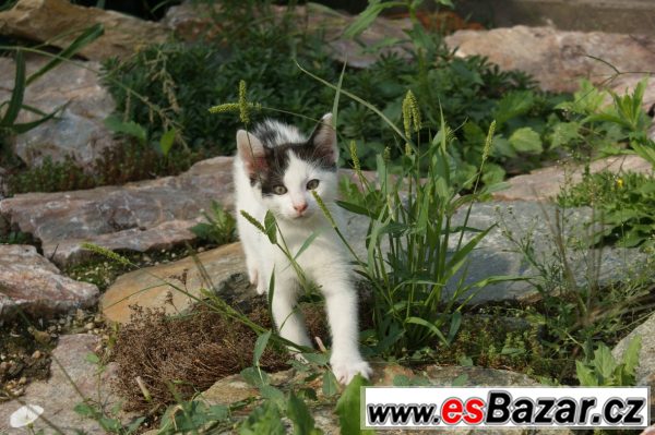 Darujeme kočičku – fotografie 3
