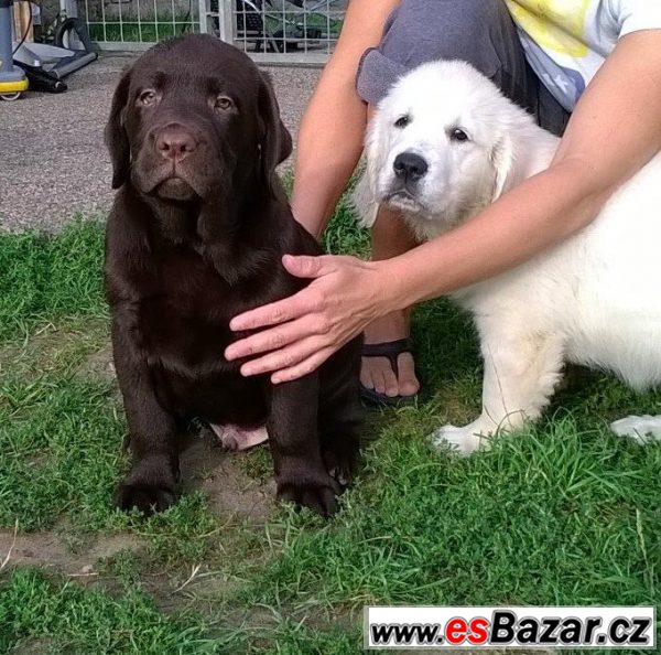 Čokoládový labrador štěňátka s pp – fotografie 4