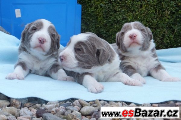 Bearded collie - štěňátka s PP – fotografie 2