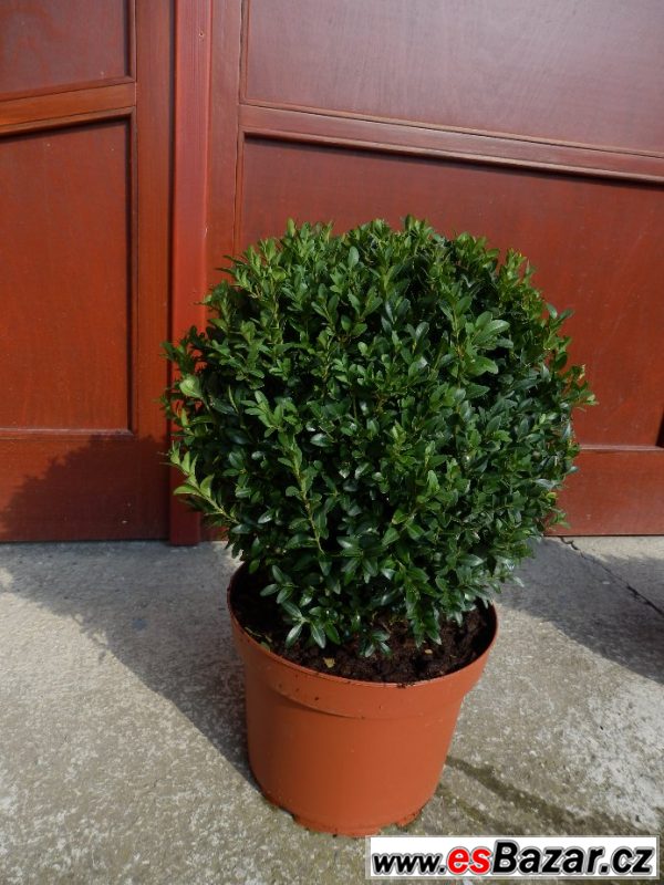 Buxus sempervirens, zimostráz – fotografie 1