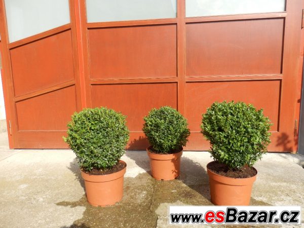 Buxus sempervirens, zimostráz – fotografie 2