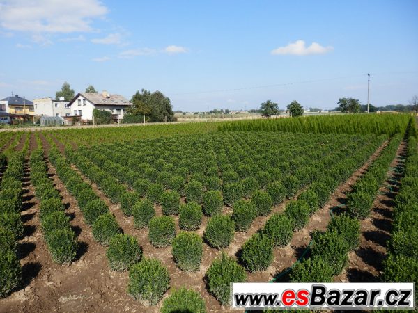 Buxus sempervirens, zimostráz – fotografie 3