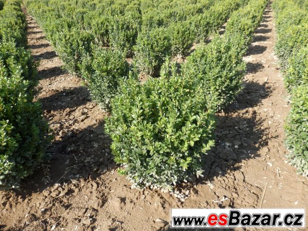 Buxus sempervirens, zimostráz – fotografie 4