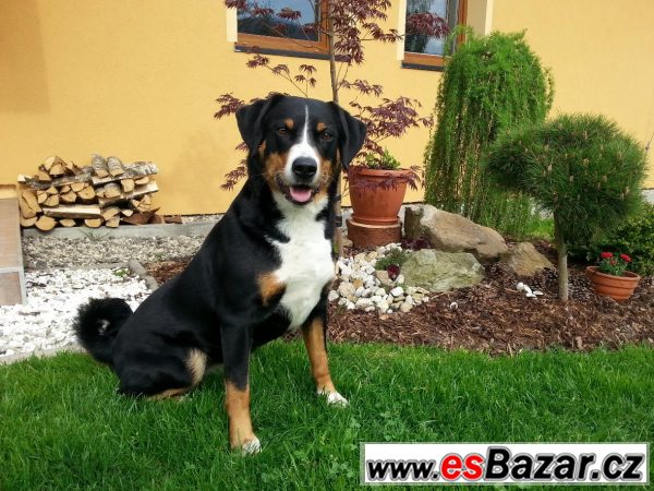 Appenzellský salašnický pes – fotografie 1