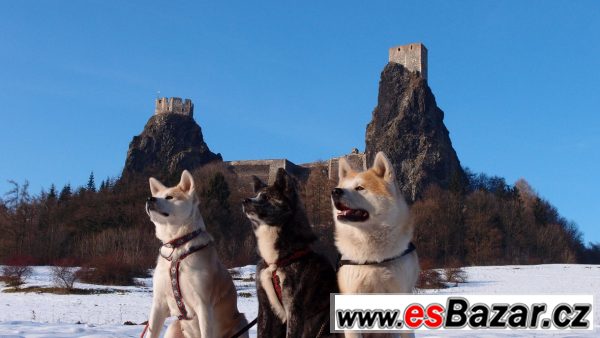Akita Inu krycí pes – fotografie 1