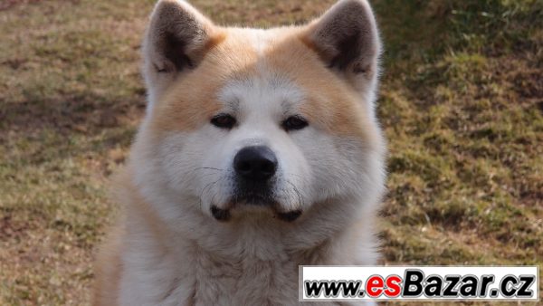 Akita Inu krycí pes – fotografie 3