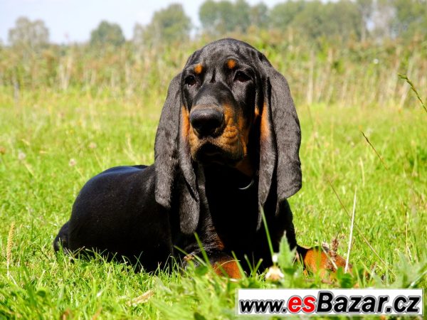 Black and Tan Coonhound s PP – fotografie 1