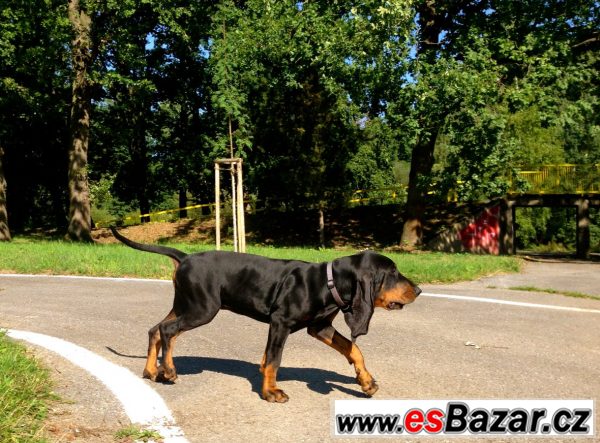 Black and Tan Coonhound s PP – fotografie 3