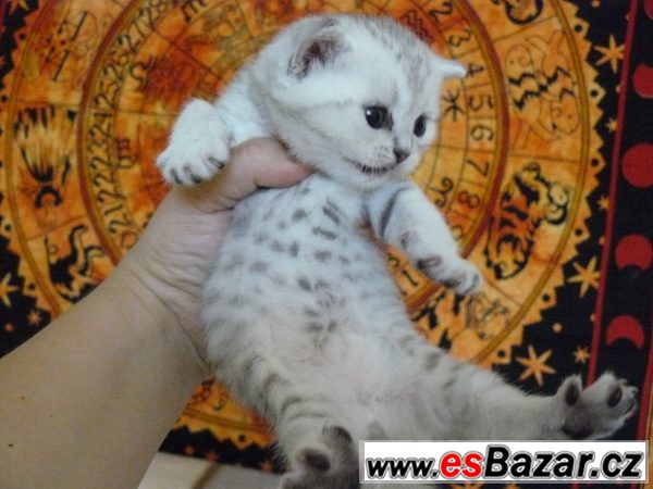 Britská kočička whiskas s PP levně – fotografie 2