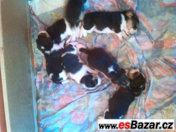 Bígl na prodej bez PP – fotografie 3