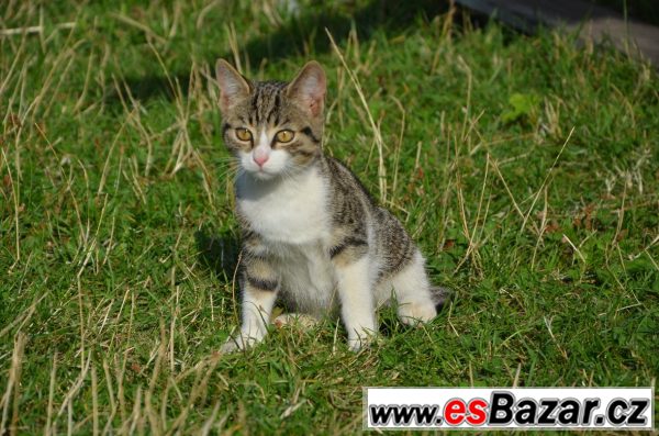 Evropská kočka Mourek  – fotografie 2