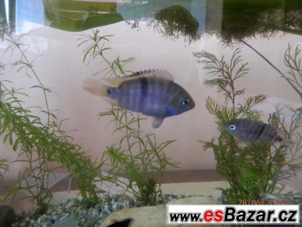 Cichlazoma Saika – fotografie 1