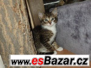 Amadeus – fotografie 1
