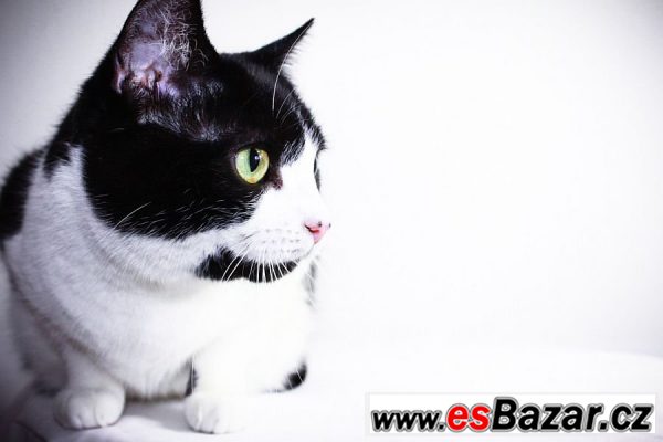 Claire/Klárka Britská modrá x  – fotografie 5