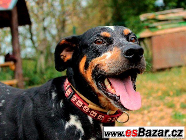 Ben - mladý pes – fotografie 3