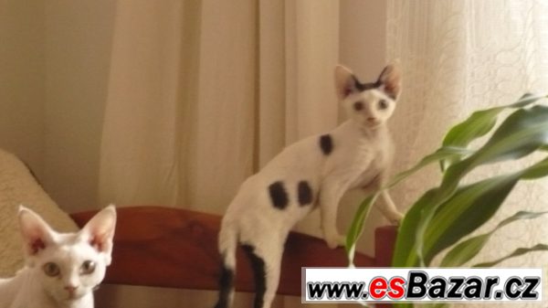 Devon Rex - ušatý skřítek  – fotografie 3