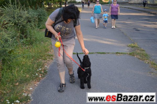Briard černé fenky – fotografie 2