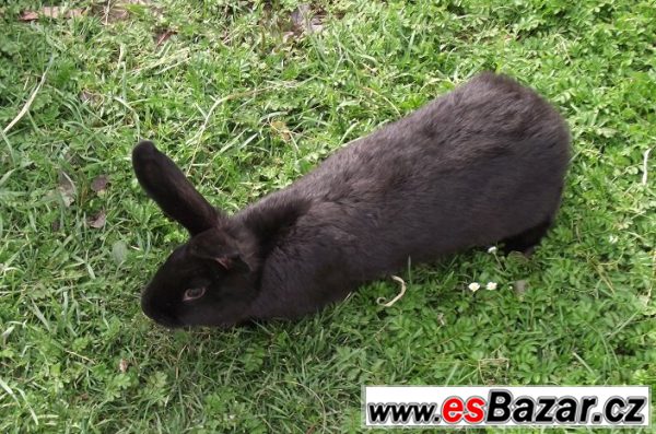 Domácí králík – fotografie 3
