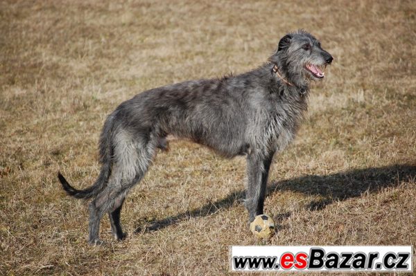 Deerhound - Skotský jelení pes – fotografie 1