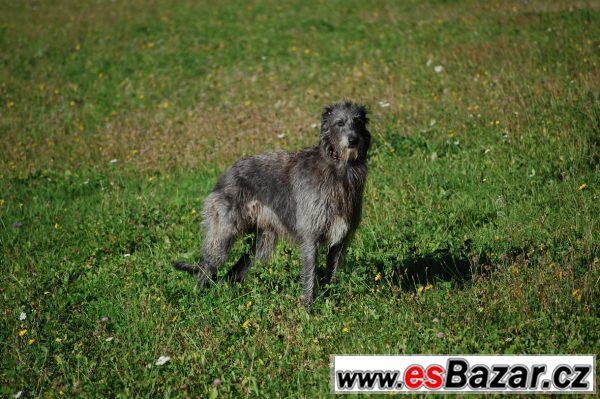 Deerhound - Skotský jelení pes – fotografie 4