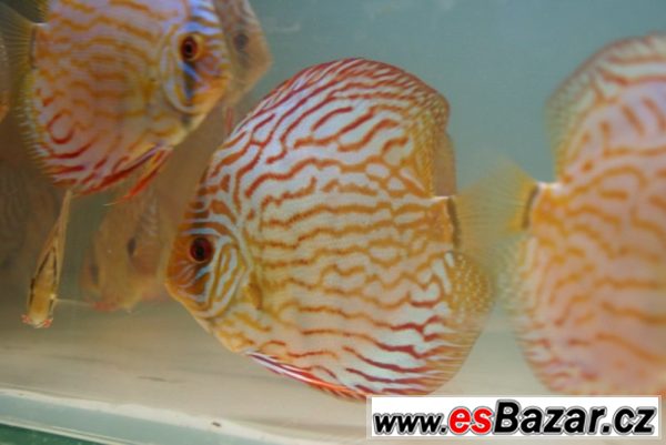 Discus-red tyrkys-terčovci levně – fotografie 1