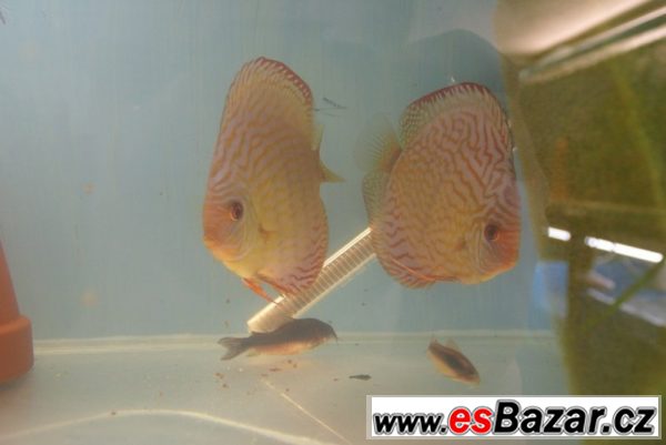 Discus-red tyrkys-terčovci levně – fotografie 2