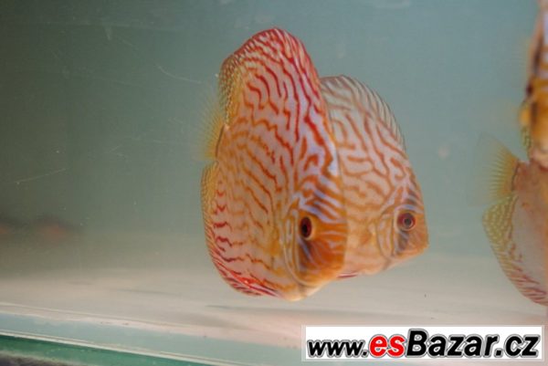 Discus-red tyrkys-terčovci levně – fotografie 3