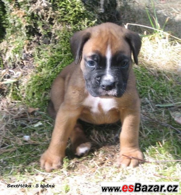 Boxer - štěňátko - zlatá fenka – fotografie 3