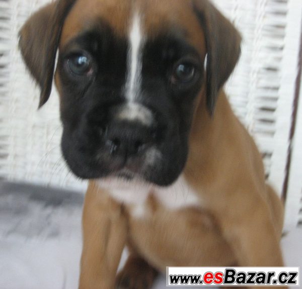 Boxer - štěňátko - zlatá fenka – fotografie 4