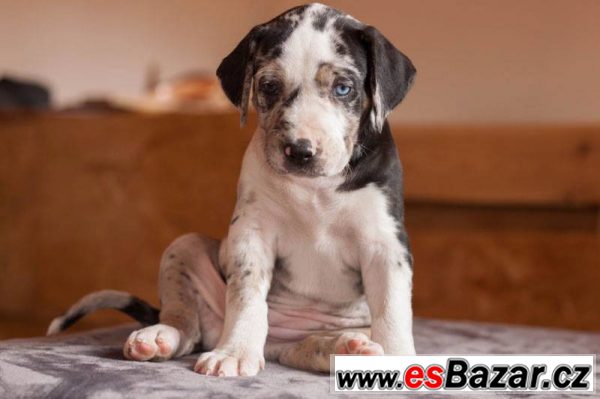 Catahoula exkluzivní štěňátka s PP – fotografie 3