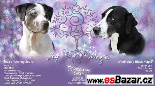 Catahoula exkluzivní štěňátka s PP – fotografie 6