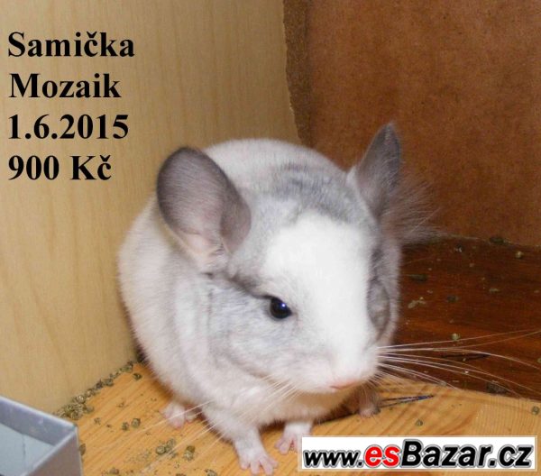 Barevné a standard činčily-31.8 BVV – fotografie 2