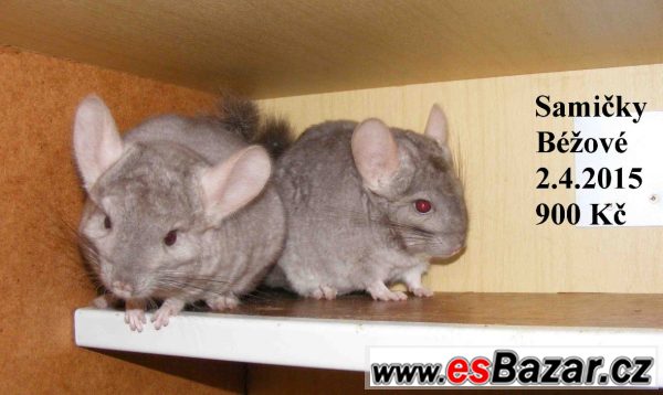 Barevné a standard činčily-31.8 BVV – fotografie 4